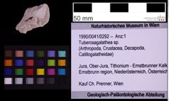 Foto (Objekt + Etiketten) von Tuberosagalathea sp. (NHMW-GEO-1990-0041-0292)